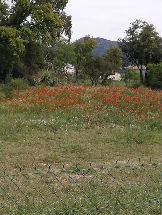 Sylvie Daire Le Plan-de-la-Tour Dış mekan fotoğraf